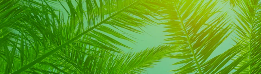 Palm Garden of Jacksonville